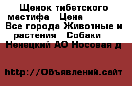 Щенок тибетского мастифа › Цена ­ 60 000 - Все города Животные и растения » Собаки   . Ненецкий АО,Носовая д.